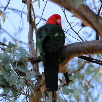 Alisterus scapularis (Australian King-Parrot) at Table Top, NSW - 11 May 2023 by KylieWaldon