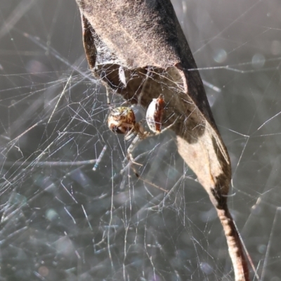 Unidentified Orb-weaving spider (several families) at Table Top, NSW - 11 May 2023 by KylieWaldon