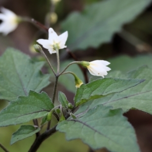 Solanum nigrum at Table Top, NSW - 11 May 2023