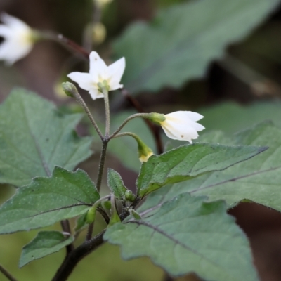 Solanum nigrum (Black Nightshade) at Albury - 11 May 2023 by KylieWaldon