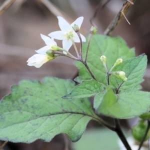 Solanum nigrum at Table Top, NSW - 11 May 2023