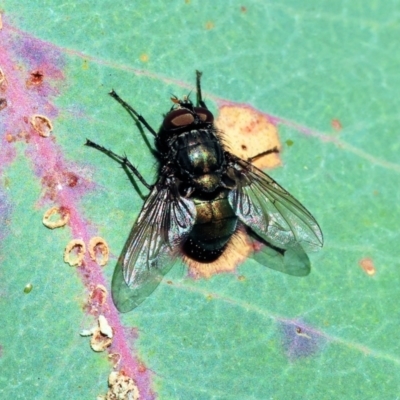 Unidentified Blow fly (Calliphoridae) at Table Top, NSW - 11 May 2023 by KylieWaldon