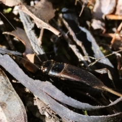 Teleogryllus commodus (Black Field Cricket) at Table Top, NSW - 11 May 2023 by KylieWaldon