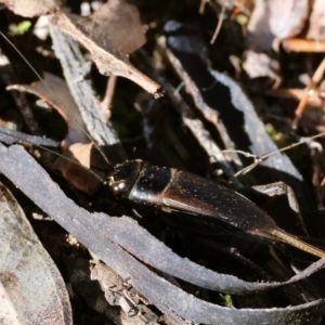 Teleogryllus commodus at Bells TSR - 11 May 2023 11:06 AM