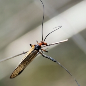 Chorista australis at Table Top, NSW - 11 May 2023 11:52 AM