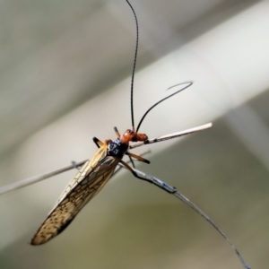 Chorista australis at Table Top, NSW - 11 May 2023