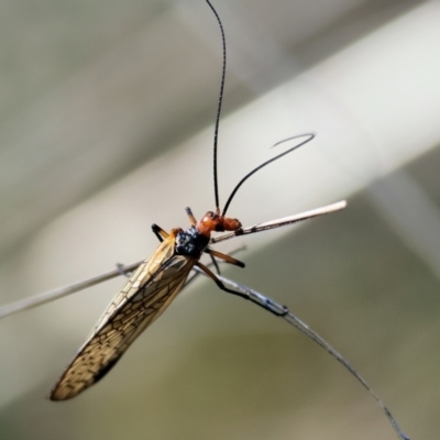 Chorista australis (Autumn scorpion fly) at Albury - 11 May 2023 by KylieWaldon