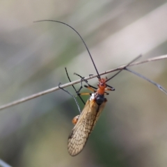 Chorista australis at Table Top, NSW - 11 May 2023