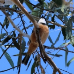 Pachycephala rufiventris (Rufous Whistler) at Bells TSR - 11 May 2023 by KylieWaldon