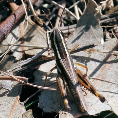 Macrotona australis (Common Macrotona Grasshopper) at Albury - 11 May 2023 by KylieWaldon