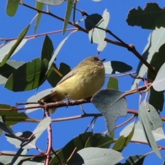 Acanthiza nana (Yellow Thornbill) at Table Top, NSW - 11 May 2023 by KylieWaldon