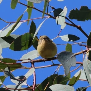 Acanthiza nana at Table Top, NSW - 11 May 2023