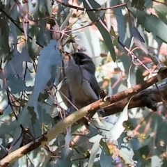 Melithreptus brevirostris (Brown-headed Honeyeater) at Table Top, NSW - 11 May 2023 by KylieWaldon