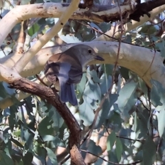 Colluricincla harmonica (Grey Shrikethrush) at Table Top, NSW - 11 May 2023 by KylieWaldon