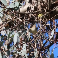 Smicrornis brevirostris (Weebill) at Table Top, NSW - 11 May 2023 by KylieWaldon