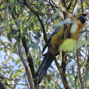 Platycercus elegans flaveolus at Table Top, NSW - 11 May 2023 12:13 PM