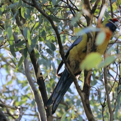 Platycercus elegans flaveolus (Yellow Rosella) at Table Top, NSW - 11 May 2023 by KylieWaldon