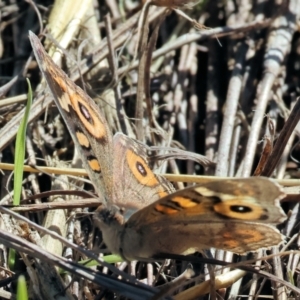 Junonia villida at Table Top, NSW - 11 May 2023 12:17 PM