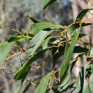 Acacia pycnantha at Table Top, NSW - 11 May 2023