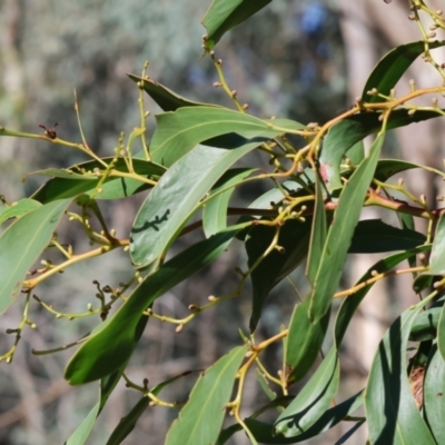 Acacia pycnantha (Golden Wattle) at Albury - 11 May 2023 by KylieWaldon