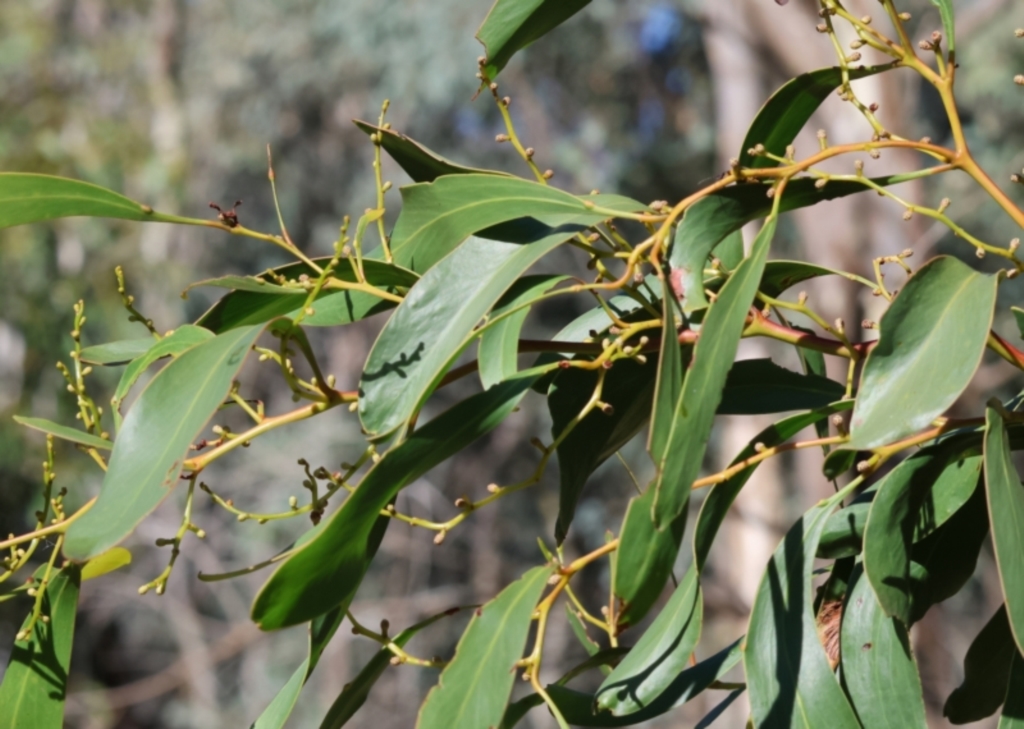 Acacia pycnantha at Table Top, NSW - 11 May 2023