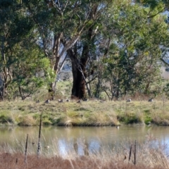 Chenonetta jubata (Australian Wood Duck) at Molonglo Valley, ACT - 11 May 2023 by Kurt