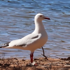 Chroicocephalus novaehollandiae (Silver Gull) at Bowna Reserve - 11 May 2023 by KylieWaldon
