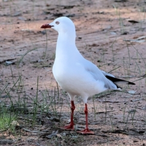 Chroicocephalus novaehollandiae at Table Top, NSW - 11 May 2023