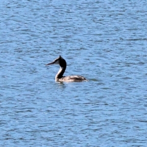 Podiceps cristatus at Table Top, NSW - 11 May 2023