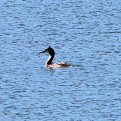 Podiceps cristatus (Great Crested Grebe) at Albury - 11 May 2023 by KylieWaldon