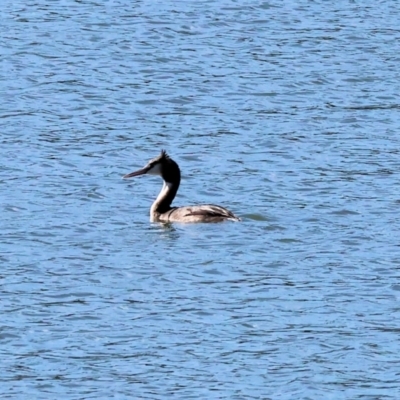 Podiceps cristatus (Great Crested Grebe) at Table Top, NSW - 11 May 2023 by KylieWaldon