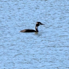 Podiceps cristatus at Table Top, NSW - 11 May 2023 12:34 PM