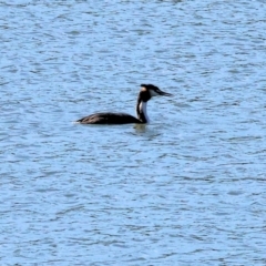 Podiceps cristatus at Table Top, NSW - 11 May 2023