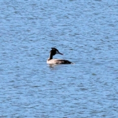 Podiceps cristatus at Table Top, NSW - 11 May 2023 12:34 PM
