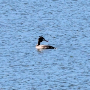 Podiceps cristatus at Table Top, NSW - 11 May 2023 12:34 PM