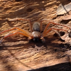 Delena cancerides (Social huntsman spider) at Kama - 11 May 2023 by Kurt