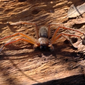 Delena cancerides at Stromlo, ACT - 11 May 2023