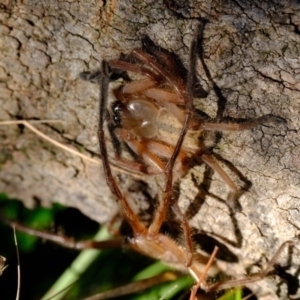 Delena cancerides at Stromlo, ACT - 11 May 2023