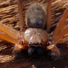 Delena cancerides at Stromlo, ACT - 11 May 2023