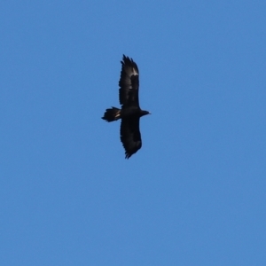 Aquila audax at Table Top, NSW - 11 May 2023