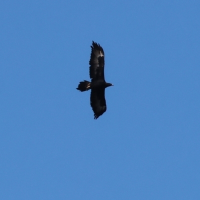 Aquila audax (Wedge-tailed Eagle) at Albury - 11 May 2023 by KylieWaldon