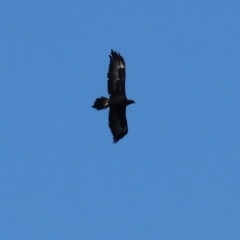 Aquila audax (Wedge-tailed Eagle) at Bowna Reserve - 11 May 2023 by KylieWaldon