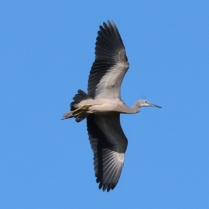 Egretta novaehollandiae at Table Top, NSW - 11 May 2023 12:50 PM