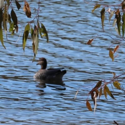Chenonetta jubata (Australian Wood Duck) at Albury - 11 May 2023 by KylieWaldon