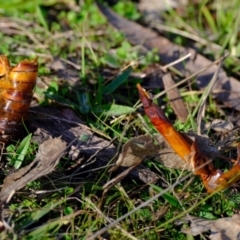 Hepialidae (family) (Unidentified Swift or Ghost Moth) at Kama - 11 May 2023 by Kurt