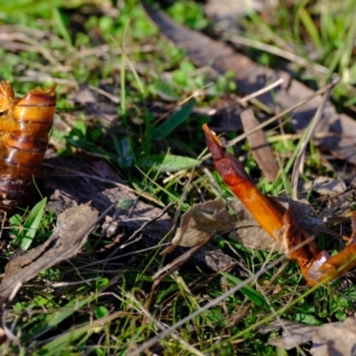 Hepialidae (family) (Unidentified Swift or Ghost Moth) at Kama - 11 May 2023 by Kurt