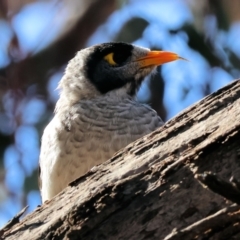 Manorina melanocephala (Noisy Miner) at Bowna Reserve - 11 May 2023 by KylieWaldon