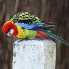 Platycercus eximius (Eastern Rosella) at Albury - 11 May 2023 by KylieWaldon