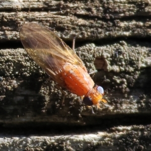 Lauxaniidae (family) at Table Top, NSW - 11 May 2023 12:55 PM