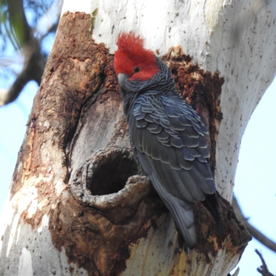 Callocephalon fimbriatum (Gang-gang Cockatoo) at ANBG - 11 May 2023 by HelenCross